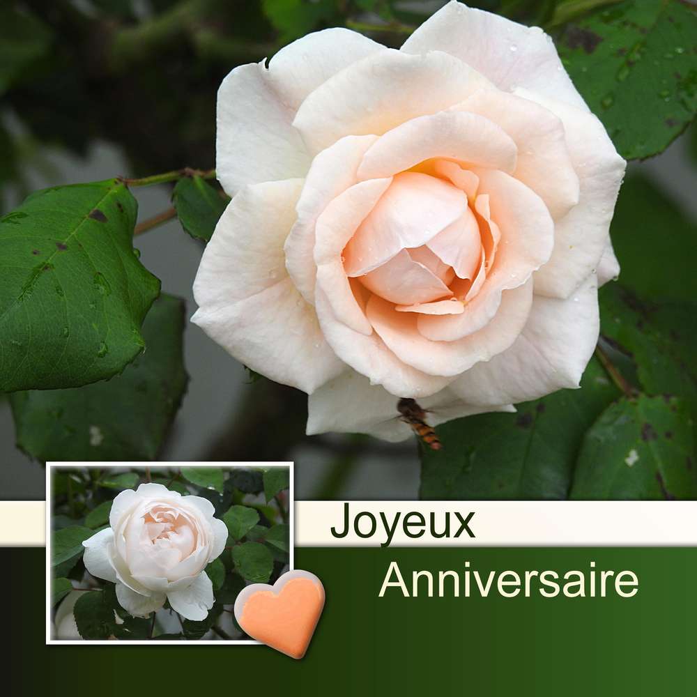 SCRAPBREIZH - (NATHALIE) - JOYEUX ANNIVERSAIRE