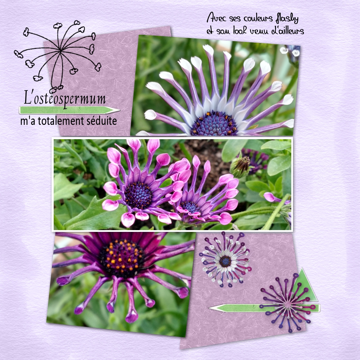 scraplift  juin 2021 Osteospermum.jpg