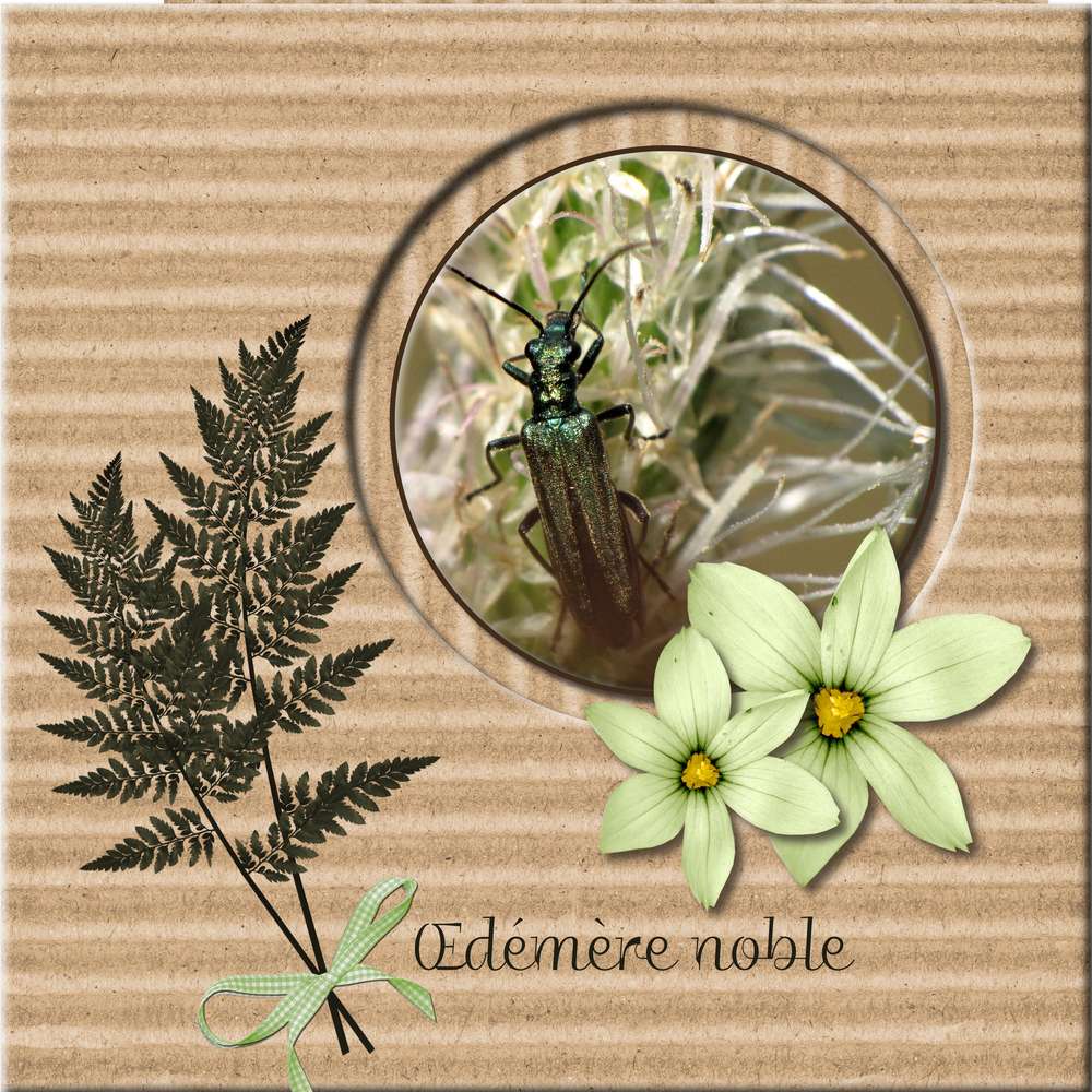 Scraplift Template Giecat