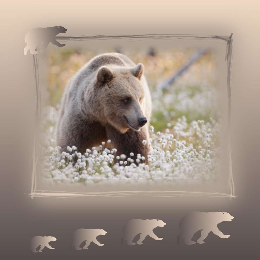 Scrapnoel 16/12 Ours