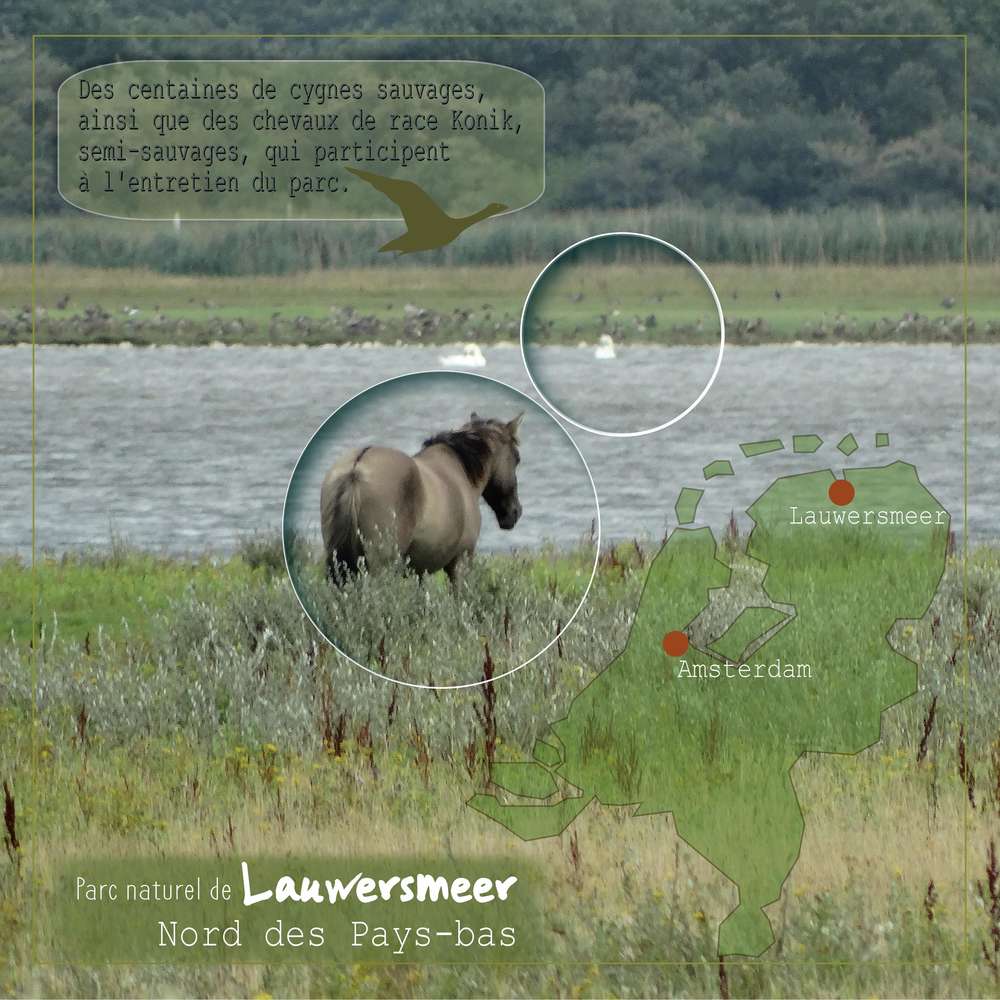 scraptober 2019.16.sauvage