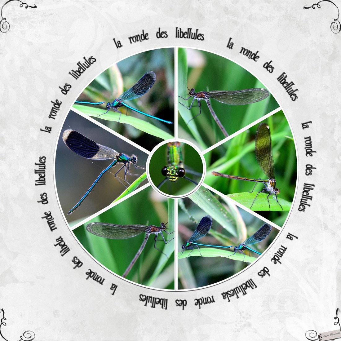 scraptober 2021 26 insectes 1.jpg