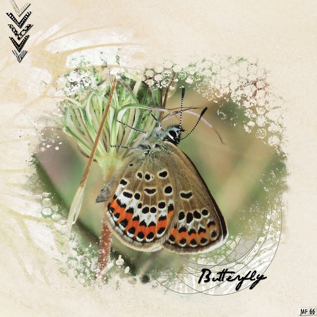 scraptober 2024 (12 ) papillon.jpg