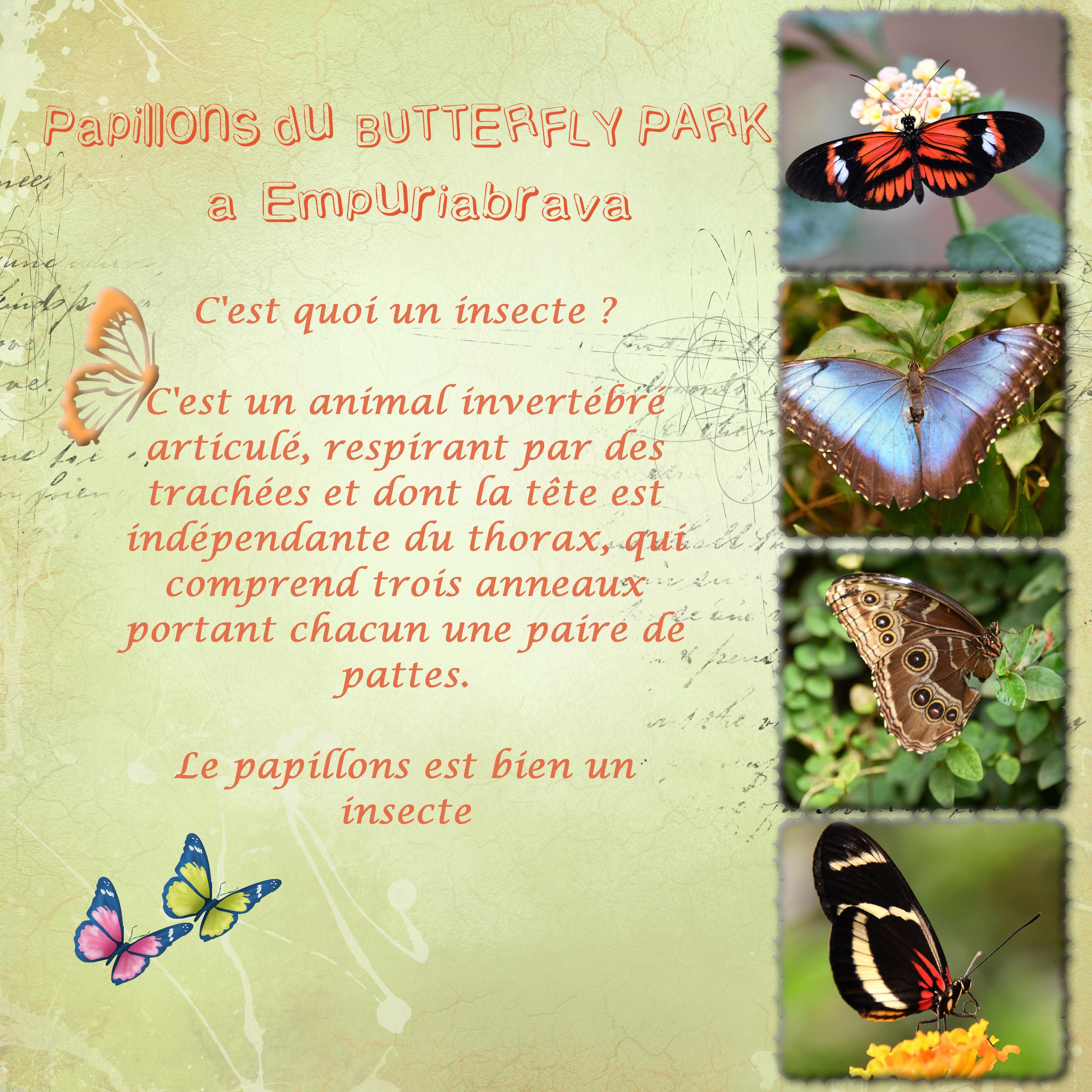 scraptober -27-insecte.jpg