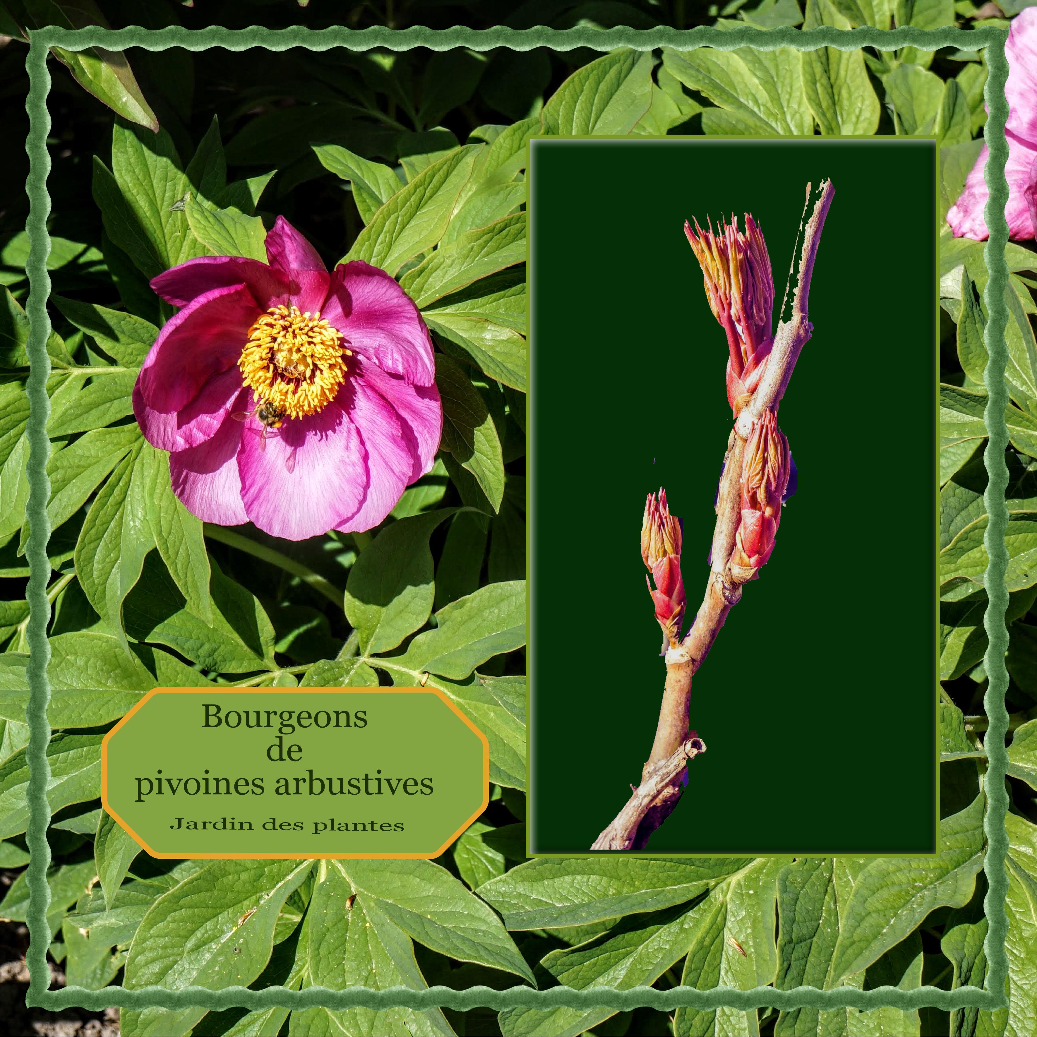 Scraptober bourgeons.jpg