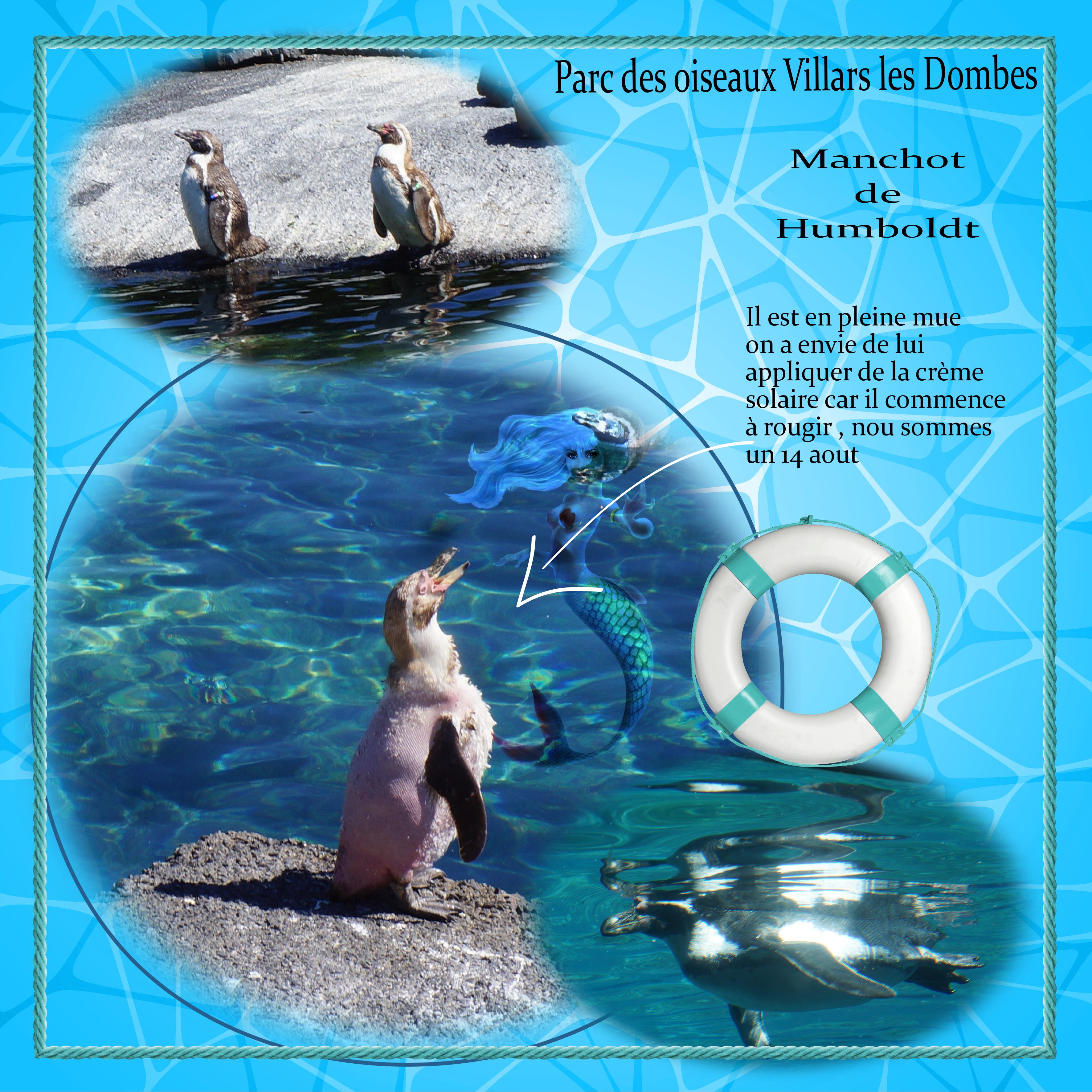 Scraptober oiseaux.jpg