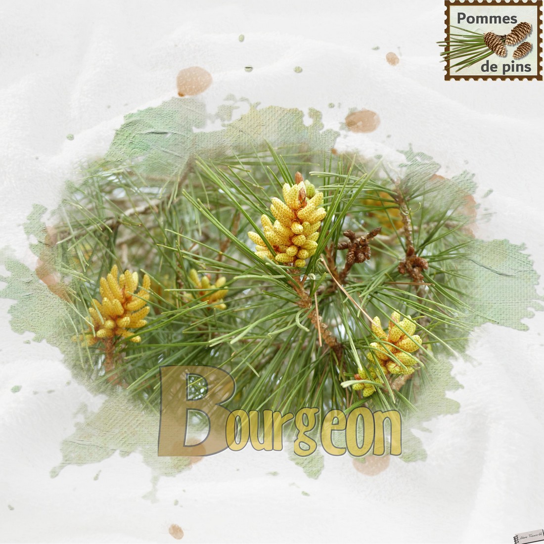 scraptober2021.10 bourgeon.jpg