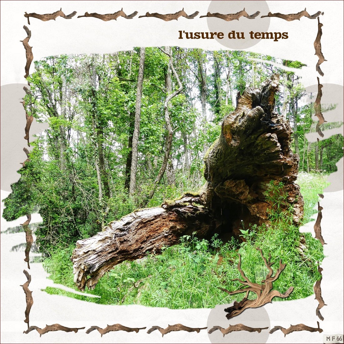 scratober 2023 7 racines.jpg