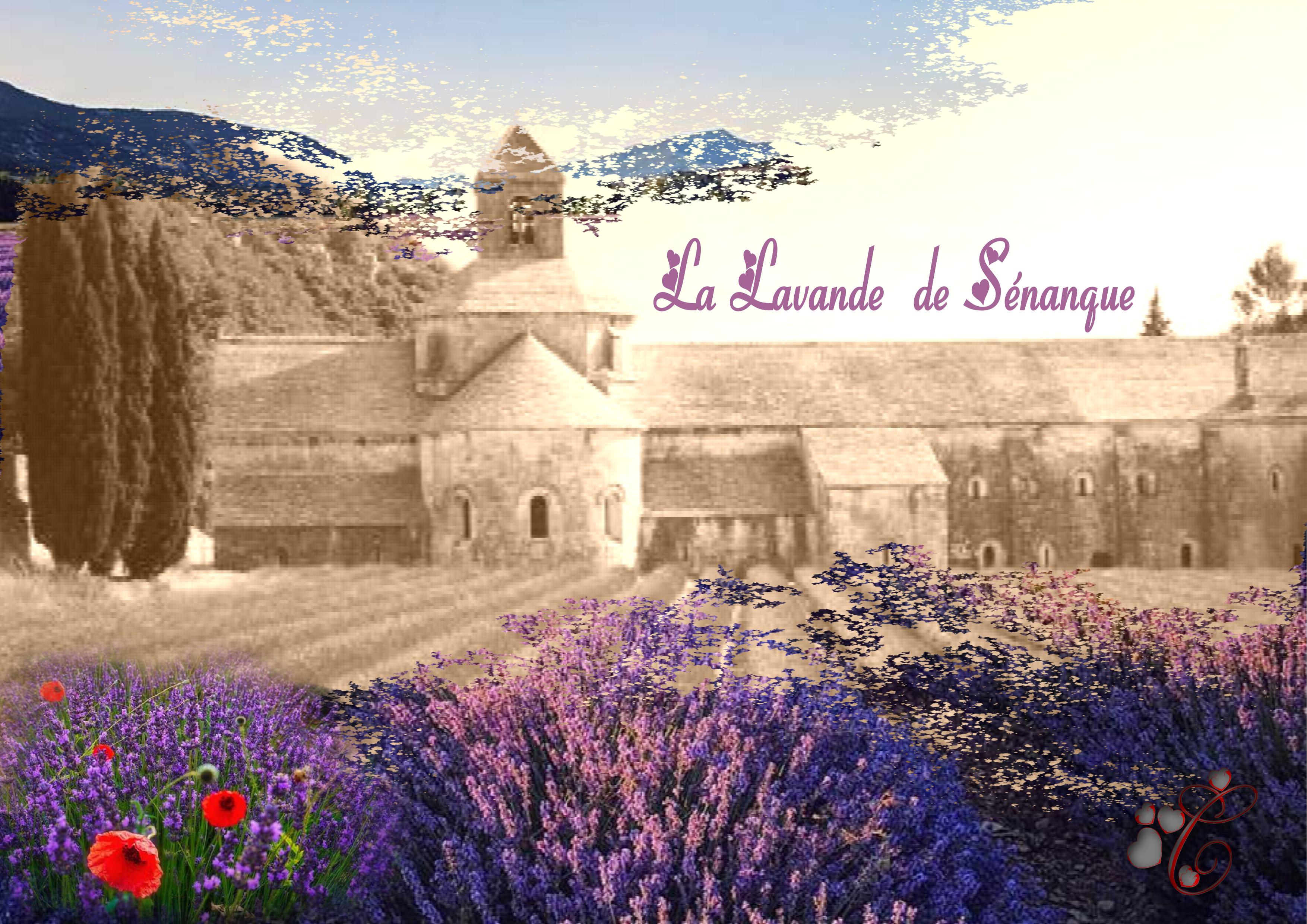 Sénanque et sa lavande.jpg