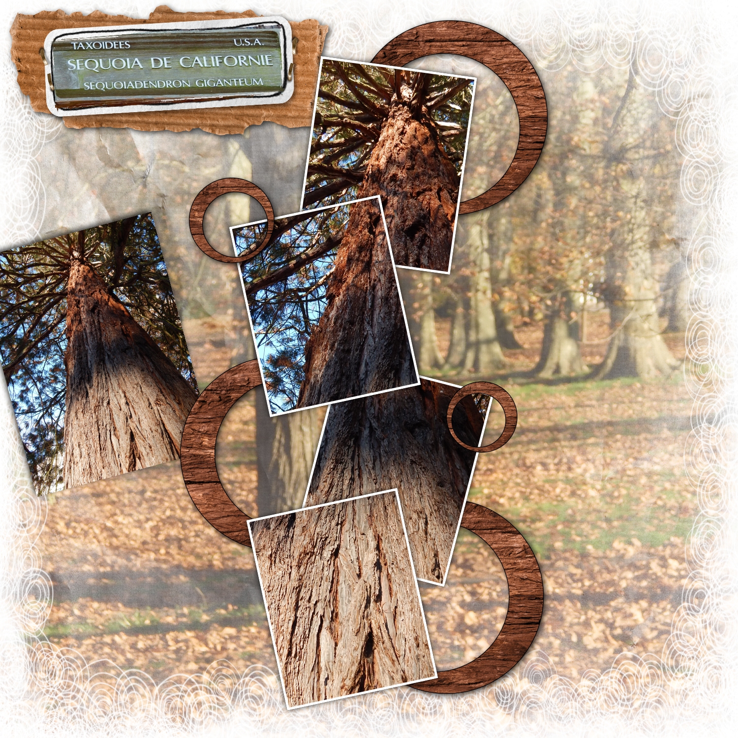 sequoia découpage patch.jpg