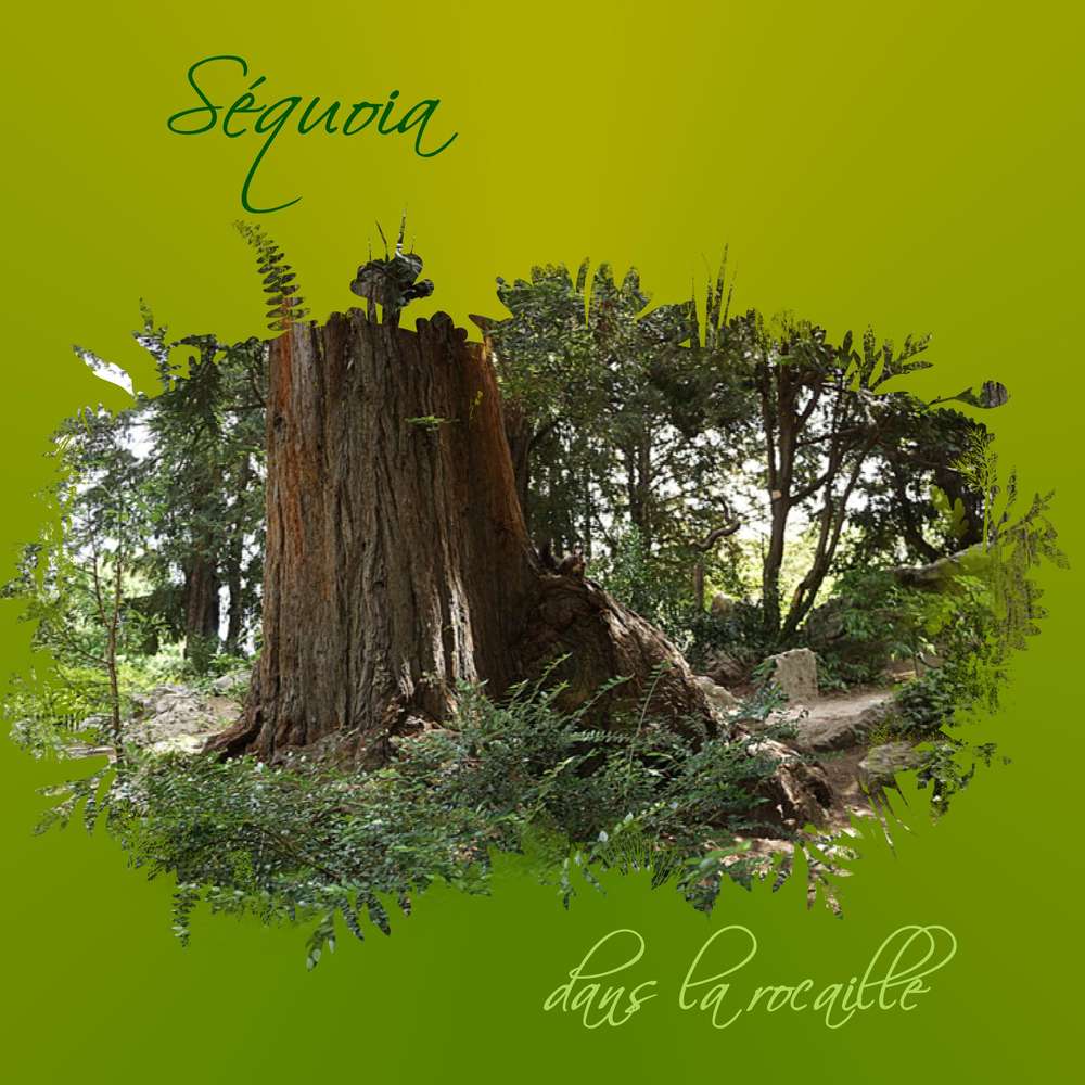 Séquoia