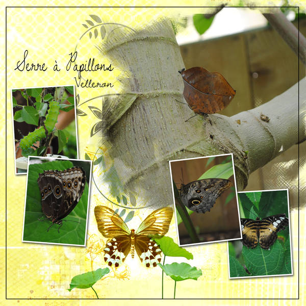 Serre à Papillons
