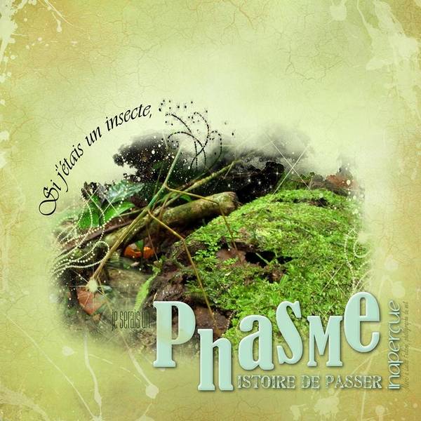 Si j'étais un insecte défi Giecat