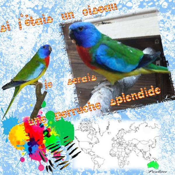 si j'étais un oiseau