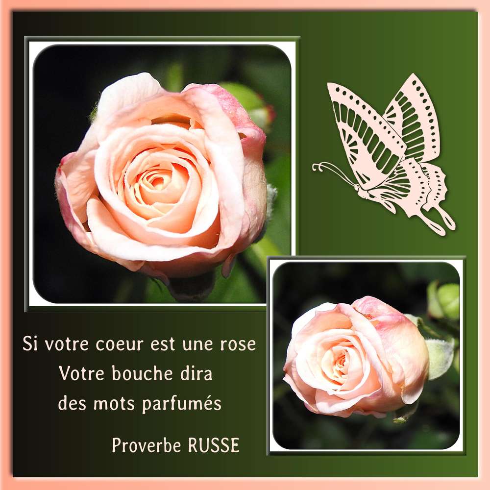 SI VOTRE COEUR EST UNE ROSE