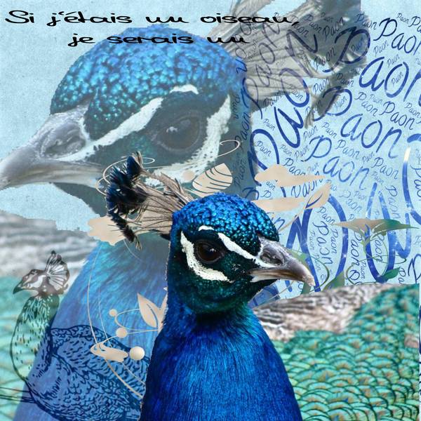 si_j_etais_un_oiseau