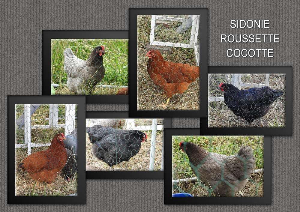 SIDONIE - ROUSSETTE - COCOTTE