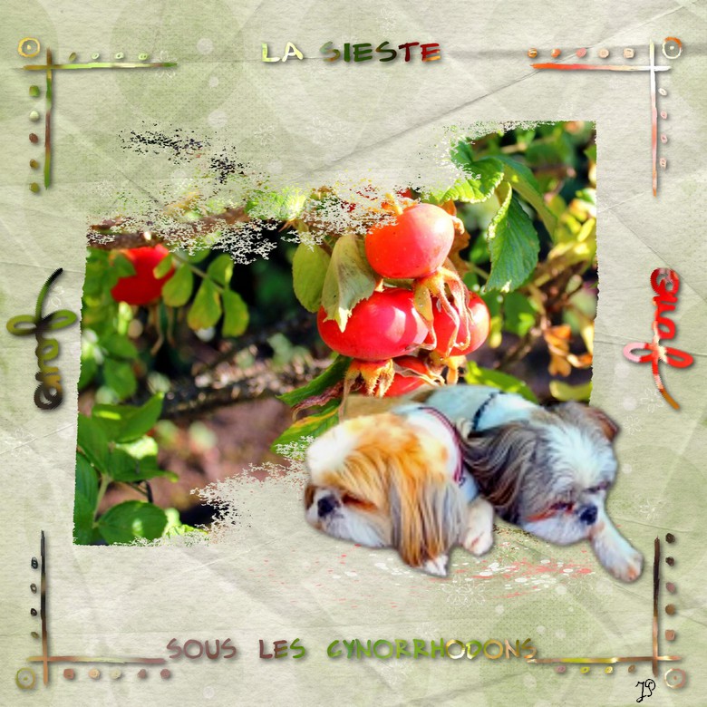 sieste sous les cynorrhodons (page 1).jpg