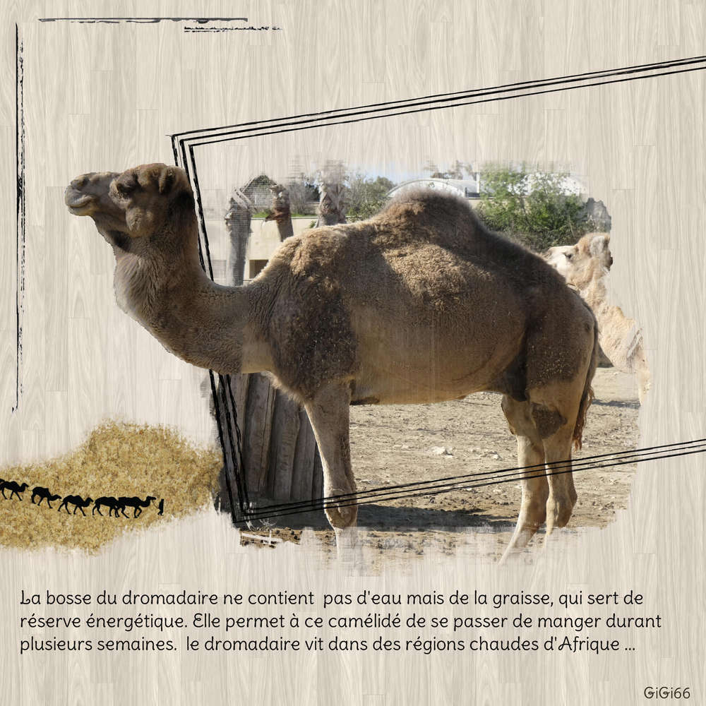 sigean-4-dromadaire