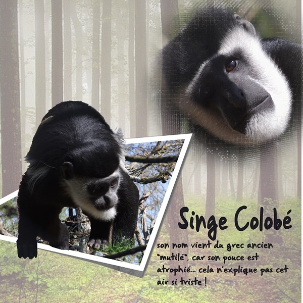 singe colobé
