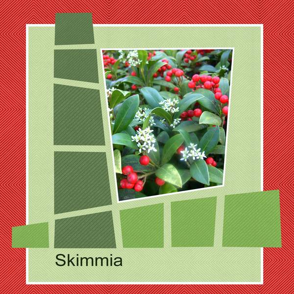 SKIMMIA - PRINTEMPS 2015