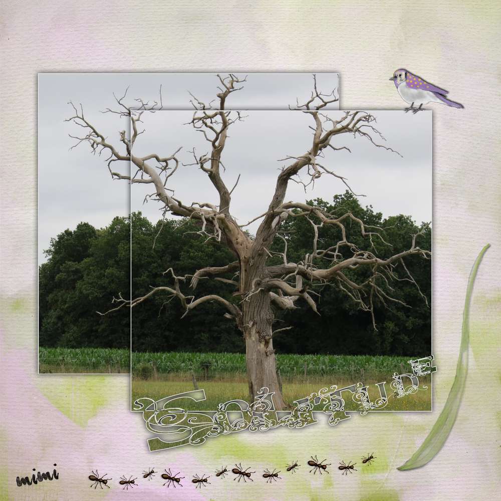 solitude de l'arbre.......