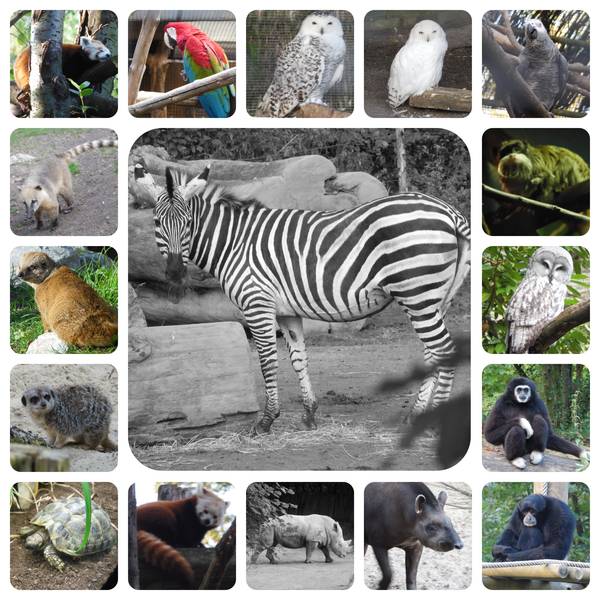 sortie au zoo