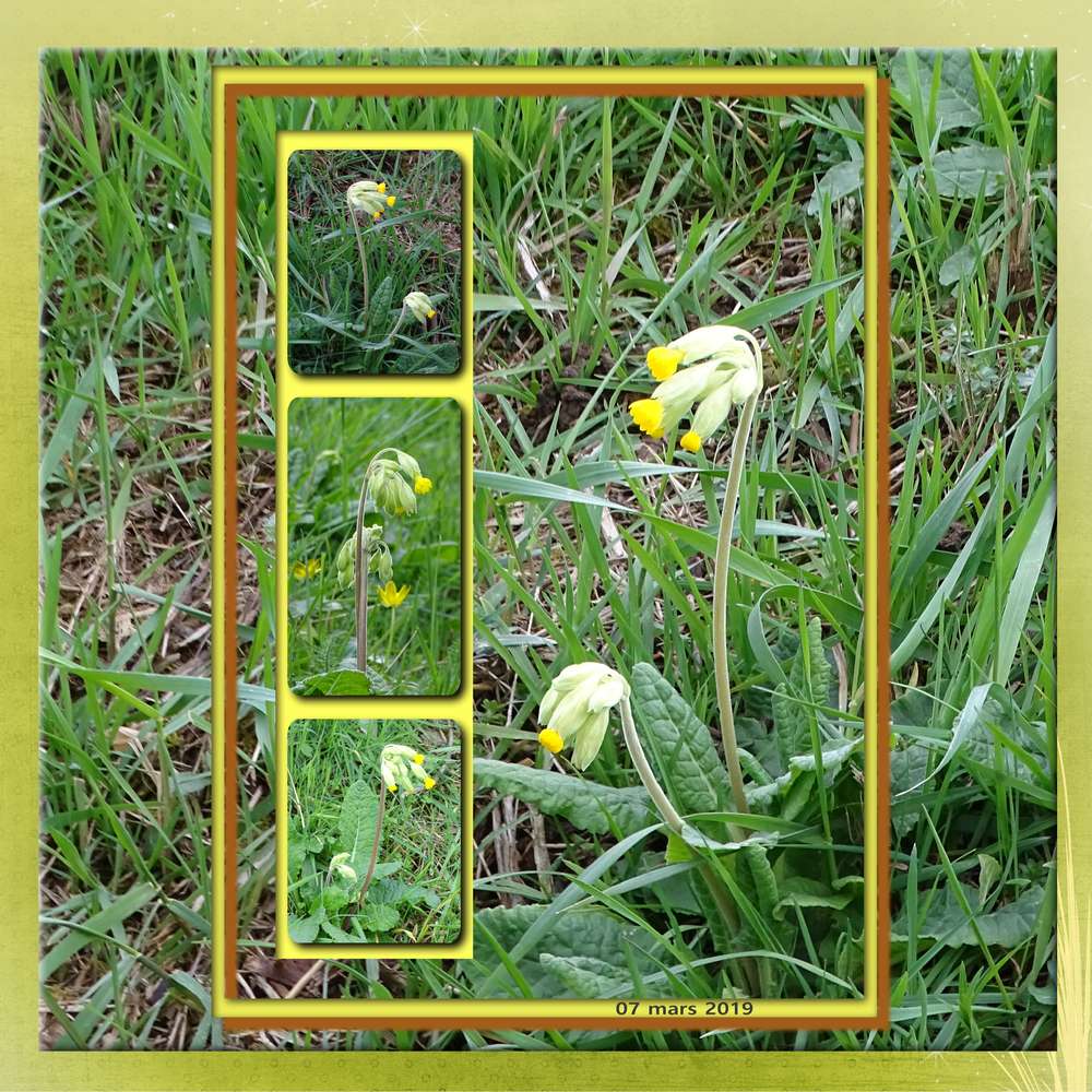 sortie_nature_-_le_coucou_-_07_mars_2019