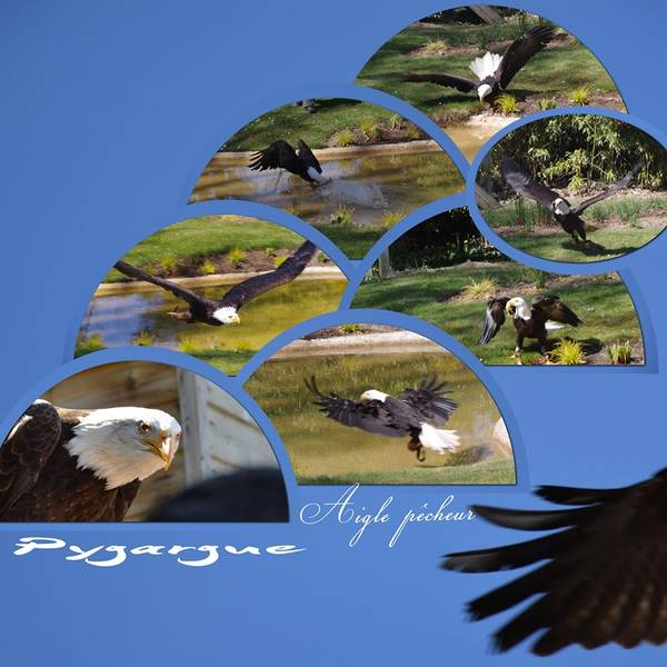 spectacle d'oiseaux en vol