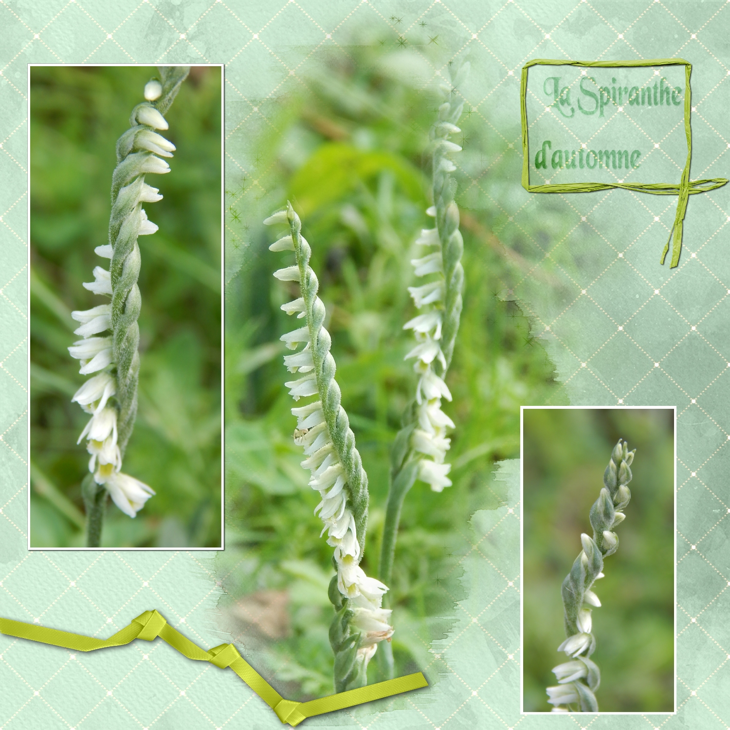 spiranthe d'automne.jpg