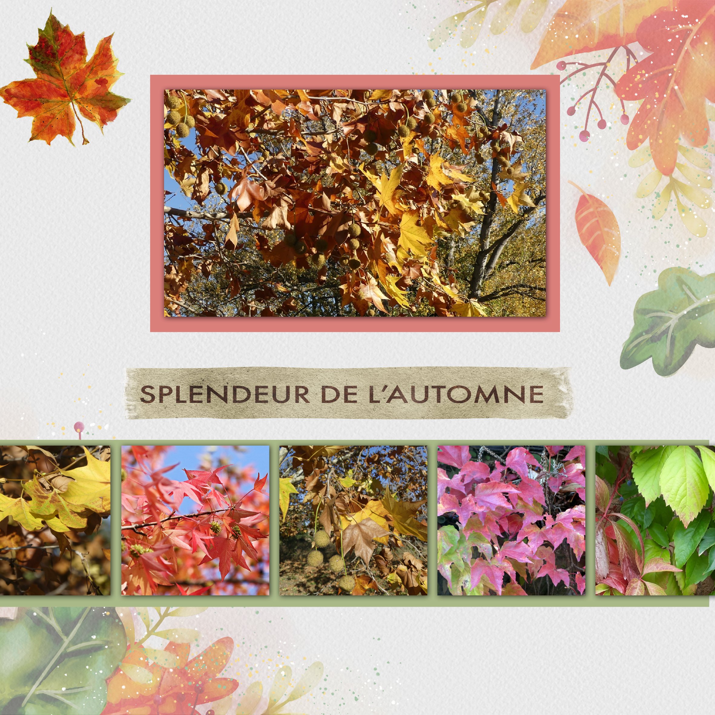 splendeur d'automne .jpg