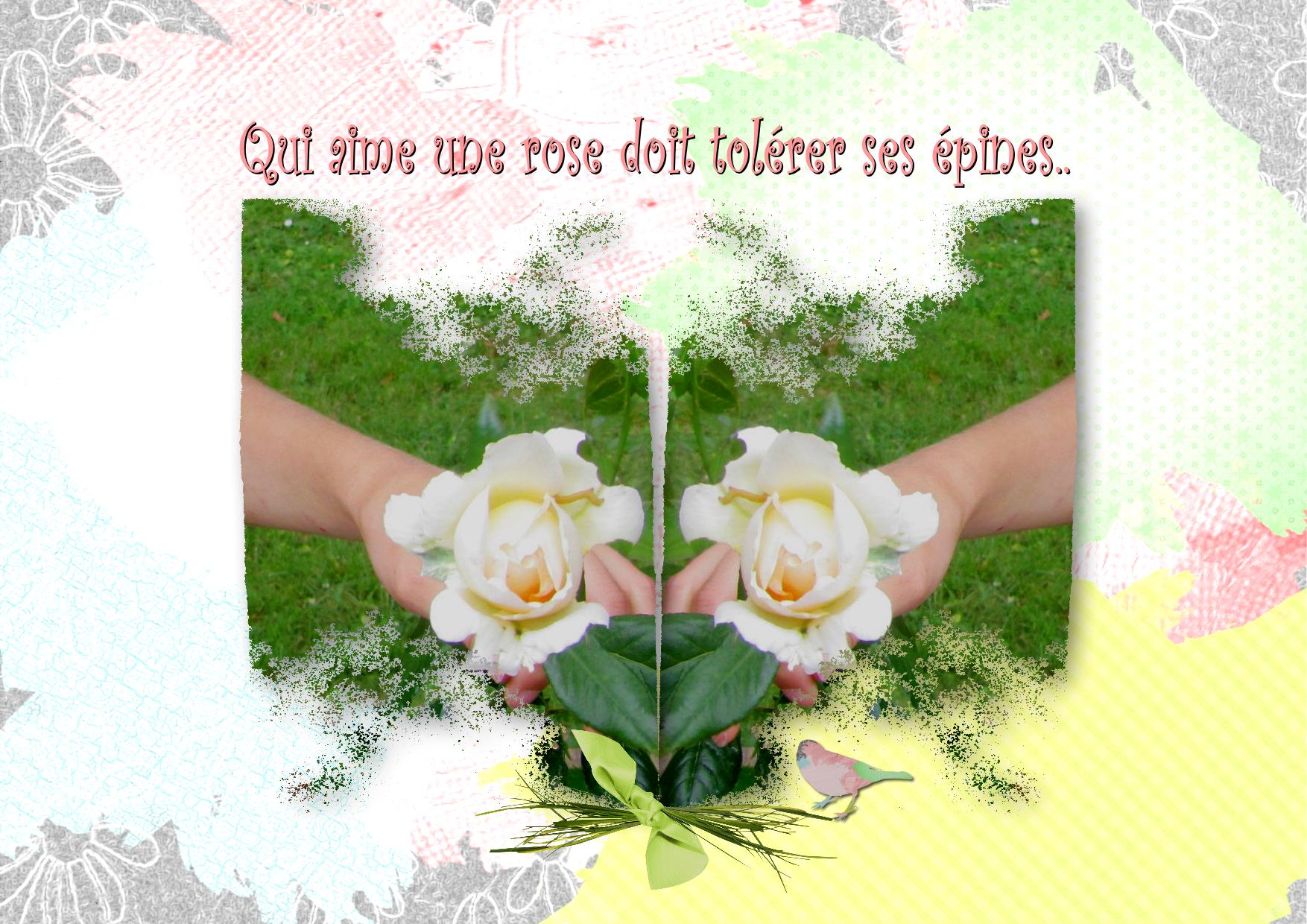 Splendeur des roses .jpg