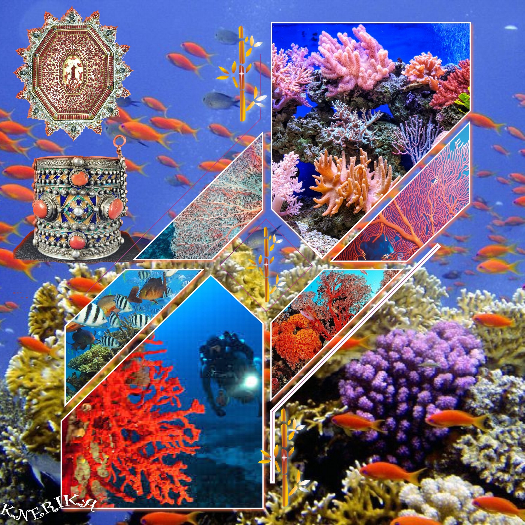 splendides coraux_.jpg