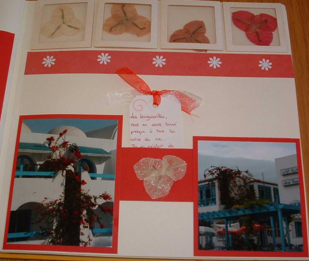 suite des bougainvillées