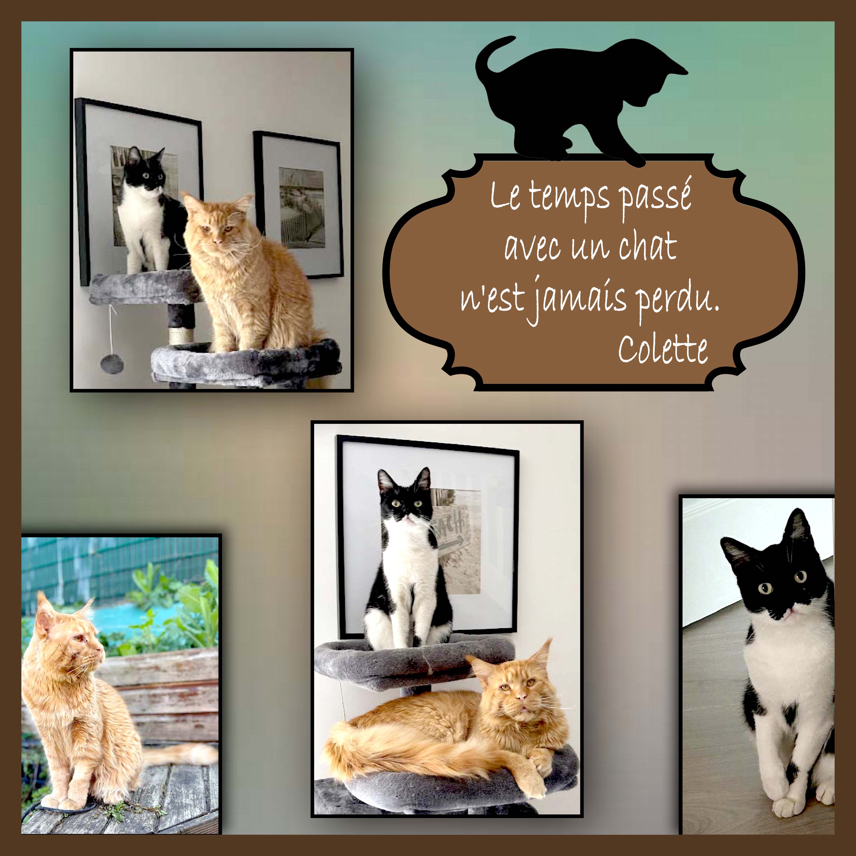 Suite des chats complices