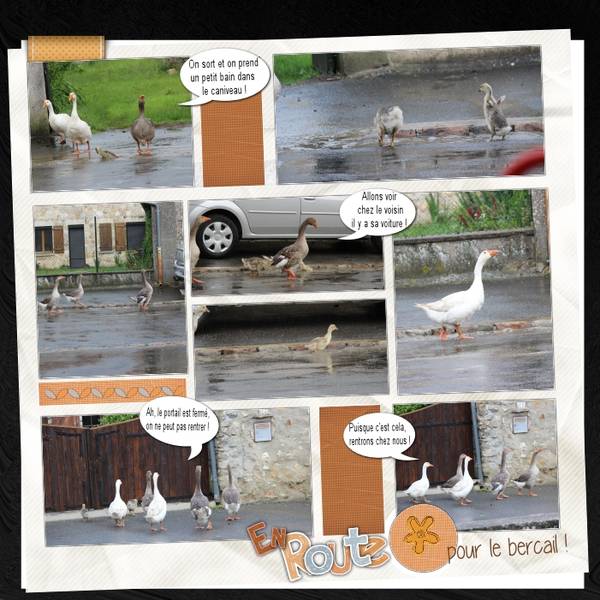 Suite des oies en balade