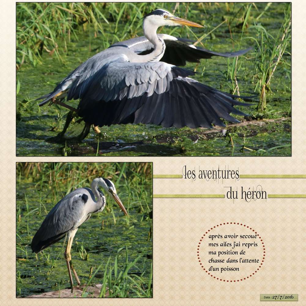 suite du héron