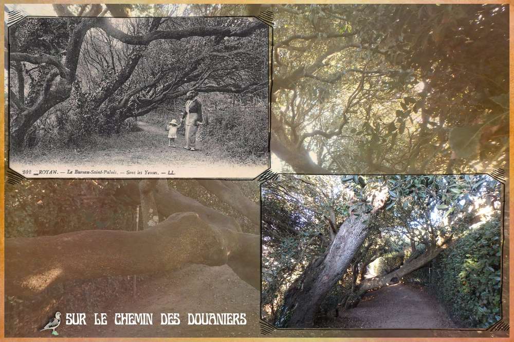 sur le chemin des douaniers