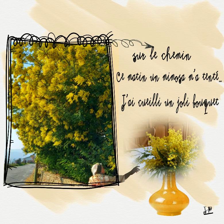 sur le chemin un mimosa.jpg