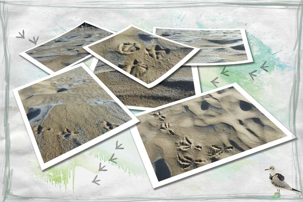 sur le sable gelé...