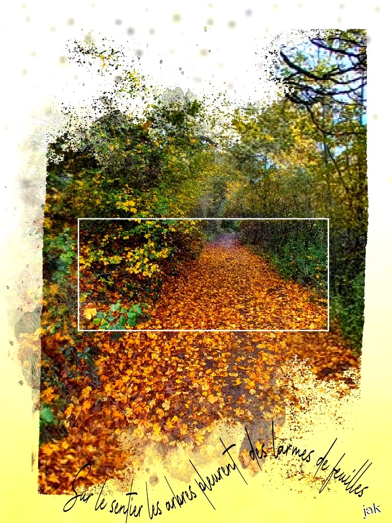 sur le sentier les arbres pleurent des larmes de feuilles.jpg