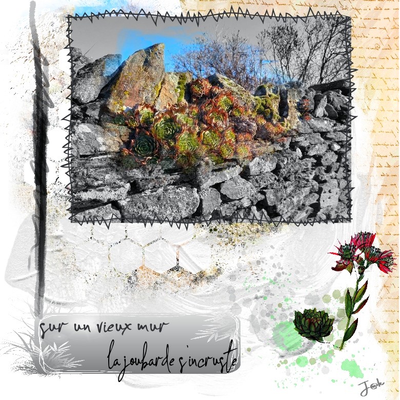 sur un vieux mur la joubarde s'incruste.jpg
