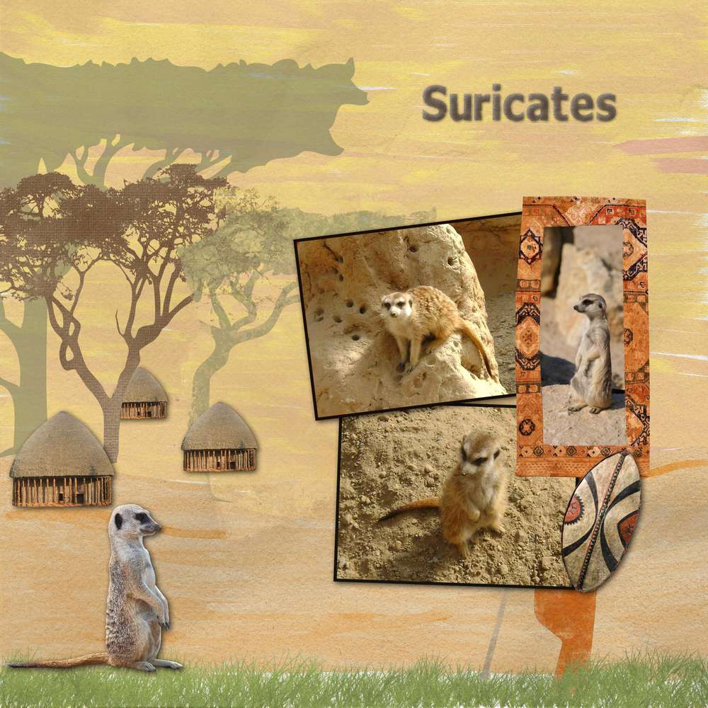 suricates