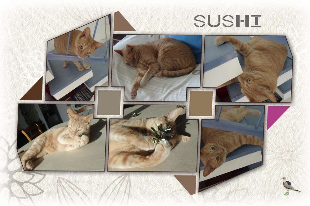 Sushi_fait_sa_vie______