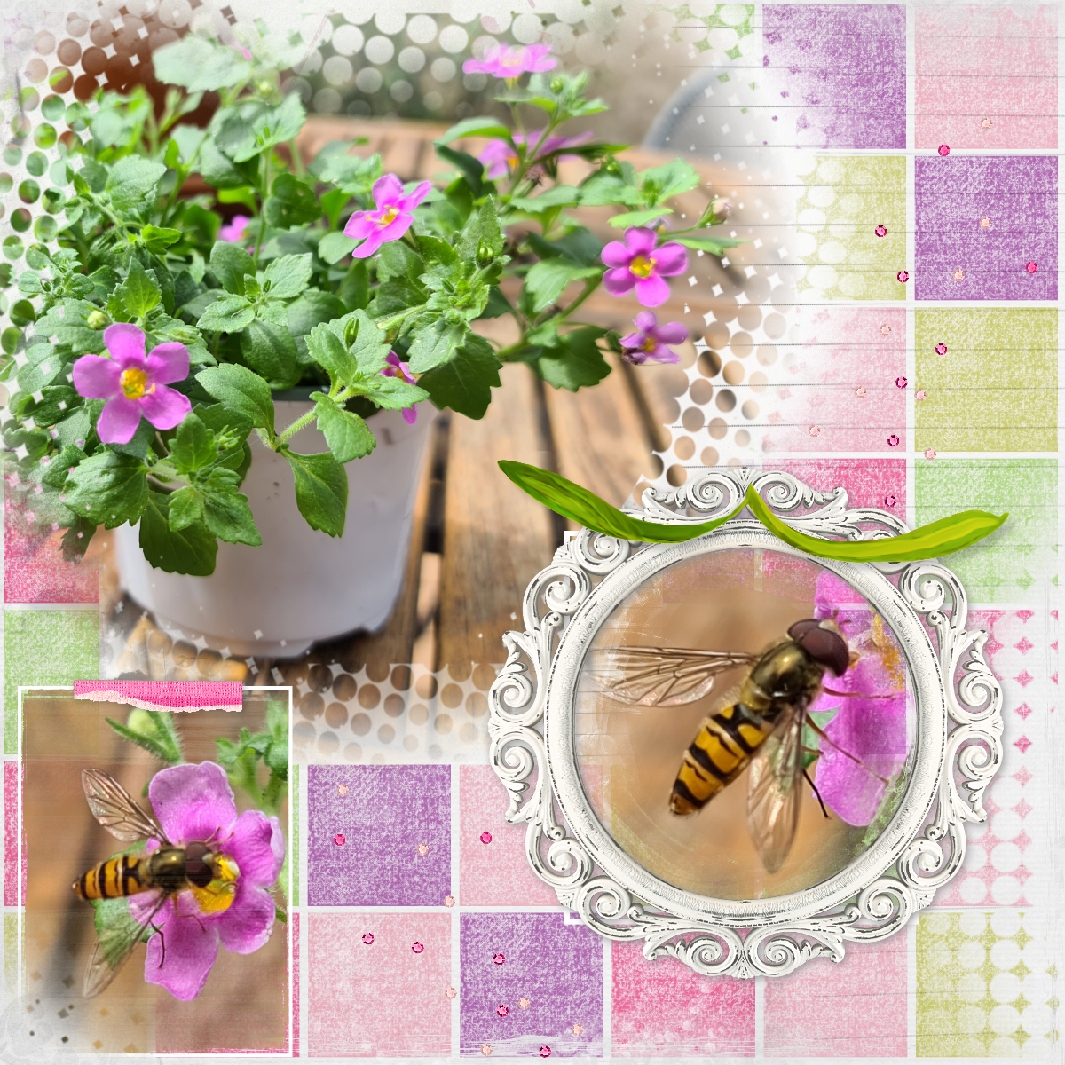 syrphe et fleurs roses.jpg