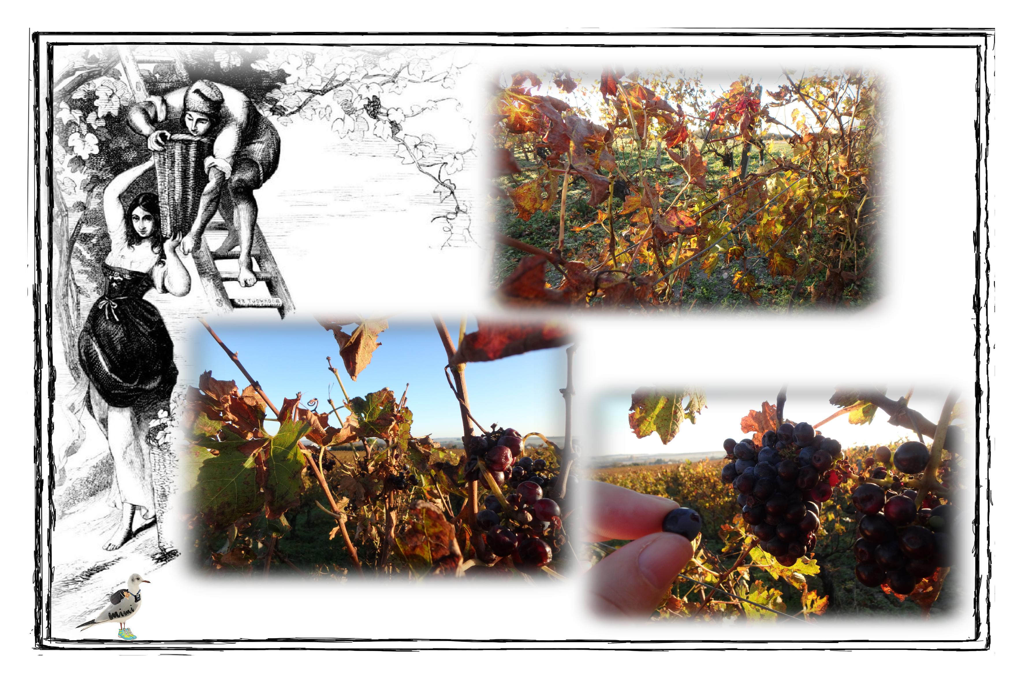 Talmont-vignes-12 nov.jpg