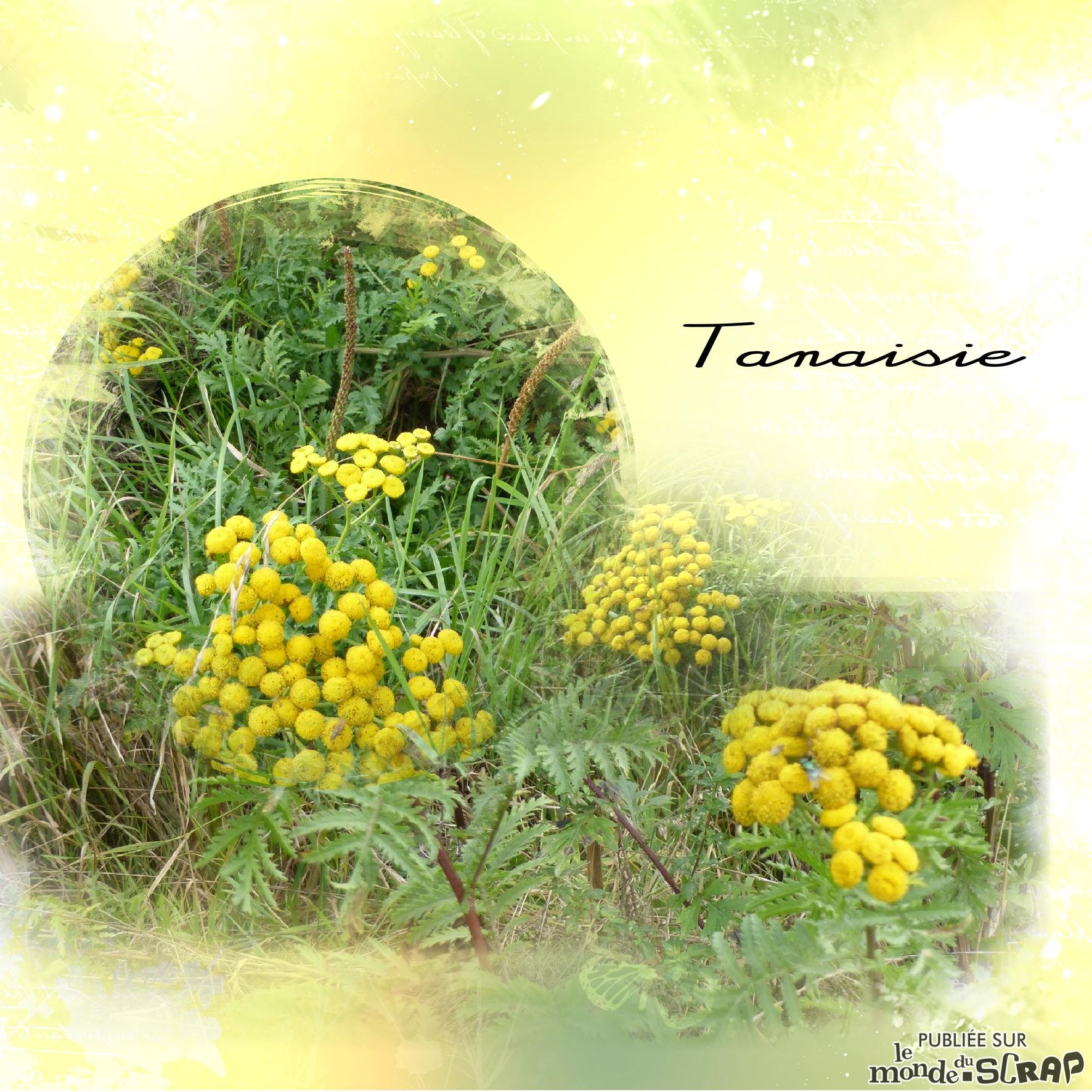 tanaisie.jpg