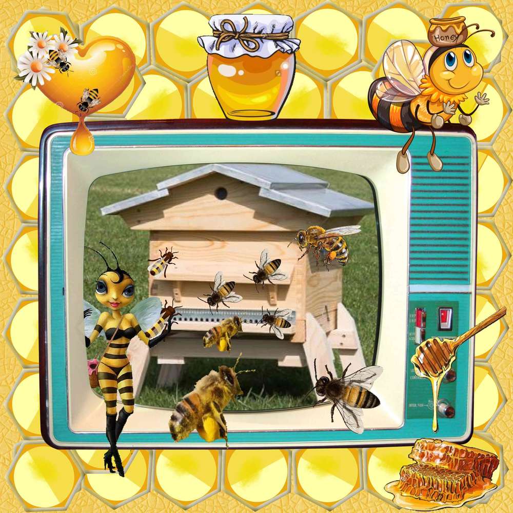 Télé réalité suite et fin