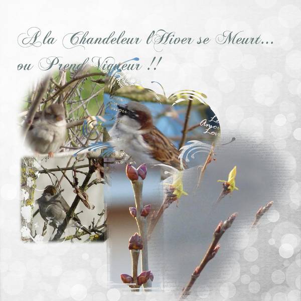 téméraires bourgeons....