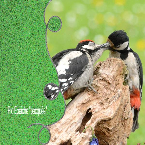 template Flomelle si je ne me trompe pas